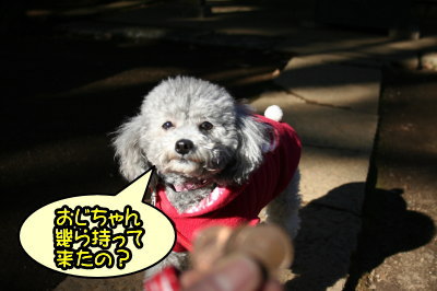 トイプードルシルバーメス成犬画像