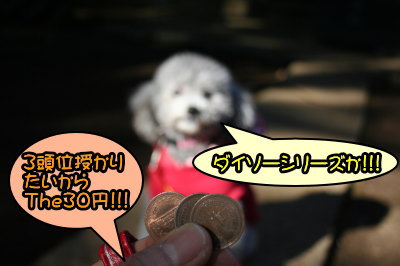 トイプードルシルバーメス成犬画像