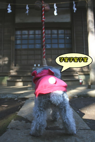 トイプードルシルバーメス成犬画像