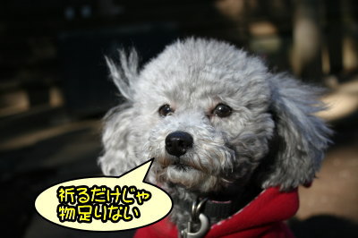トイプードルシルバーメス成犬画像