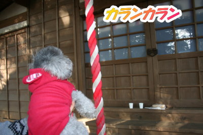 トイプードルシルバーメス成犬画像