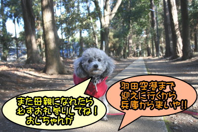 トイプードルシルバーメス成犬画像