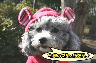 トイプードルシルバーメス成犬画像