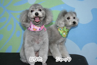 トイプードルシルバーオスメス成犬画像
