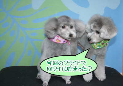 トイプードルシルバーオスメス成犬画像