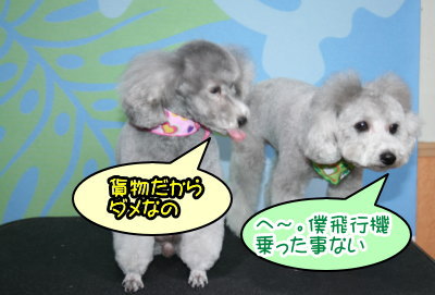 トイプードルシルバーオスメス成犬画像