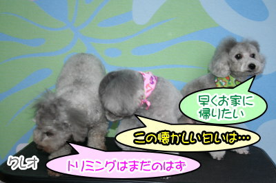 トイプードルシルバーオスメス成犬画像
