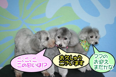 トイプードルシルバーオスメス成犬画像