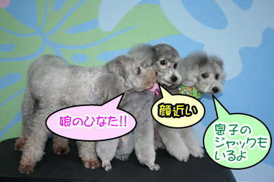 トイプードルシルバーオスメス成犬画像