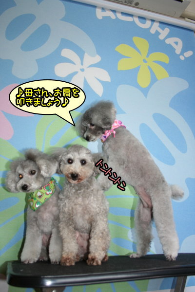 トイプードルシルバーオスメス成犬画像