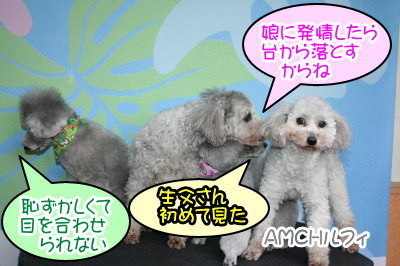 トイプードルシルバーオスメス成犬画像