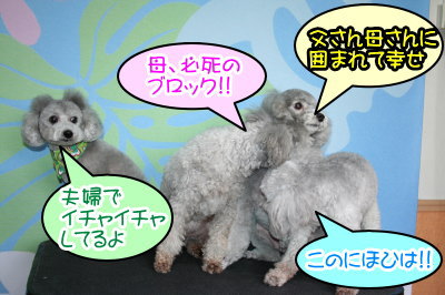 トイプードルシルバーオスメス成犬画像