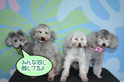 トイプードルシルバーオスメス成犬画像