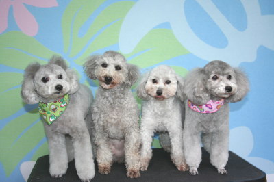 トイプードルシルバーオスメス成犬画像