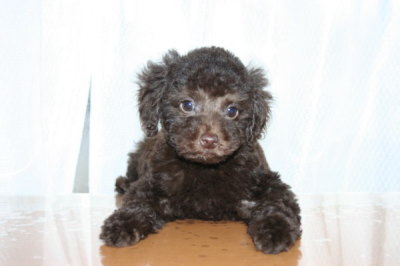 トイプードルブラウンの子犬メス、生後2ヶ月画像