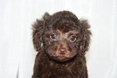 トイプードルブラウンの子犬メス、生後2ヶ月画像