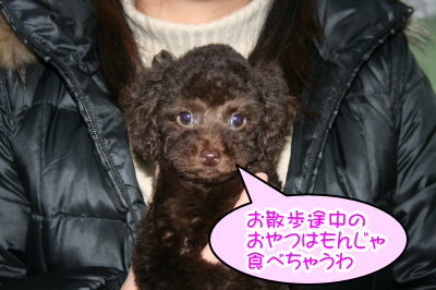 トイプードルブラウンの子犬メス、生後2ヶ月画像