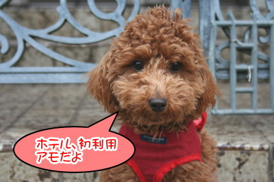 トイプードルレッドの子犬メス、生後7ヶ月画像