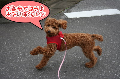 トイプードルレッドの子犬メス、生後7ヶ月画像