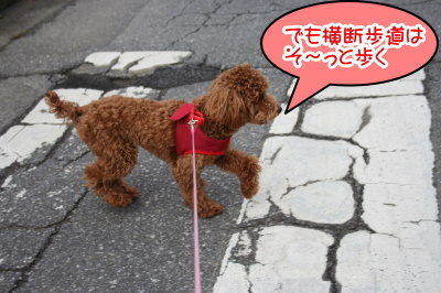 トイプードルレッドの子犬メス、生後7ヶ月画像