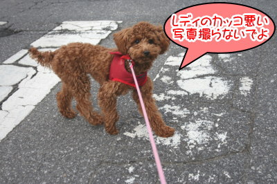 トイプードルレッドの子犬メス、生後7ヶ月画像