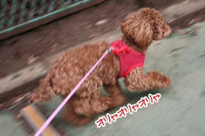 トイプードルレッドの子犬メス、生後7ヶ月画像