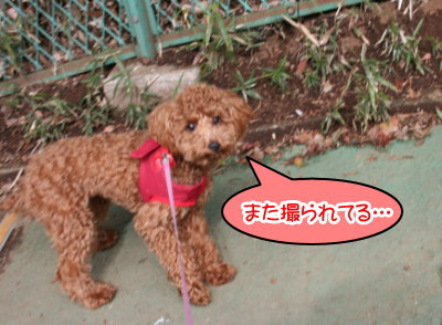 トイプードルレッドの子犬メス、生後7ヶ月画像