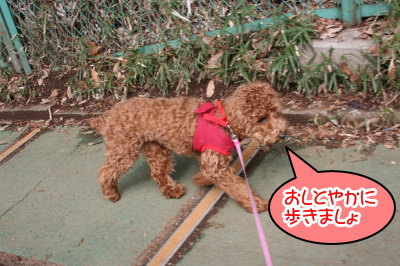 トイプードルレッドの子犬メス、生後7ヶ月画像