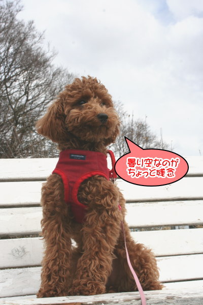 トイプードルレッドの子犬メス、生後7ヶ月画像
