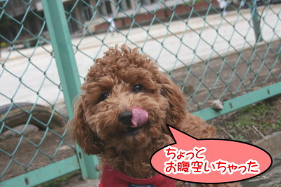トイプードルレッドの子犬メス、生後7ヶ月画像