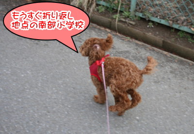 トイプードルレッドの子犬メス、生後7ヶ月画像