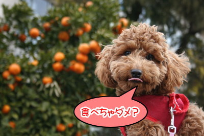 トイプードルレッドの子犬メス、生後7ヶ月画像