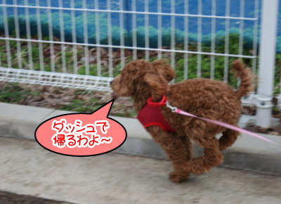 トイプードルレッドの子犬メス、生後7ヶ月画像