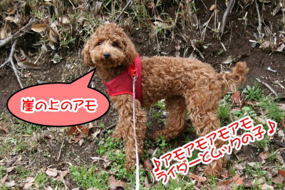 トイプードルレッドの子犬メス、生後7ヶ月画像