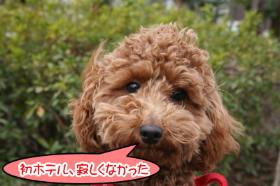 トイプードルレッドの子犬メス、生後7ヶ月画像