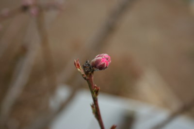 12032515.jpg