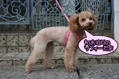 ペットホテル、トイプードルレッドの成犬メス画像