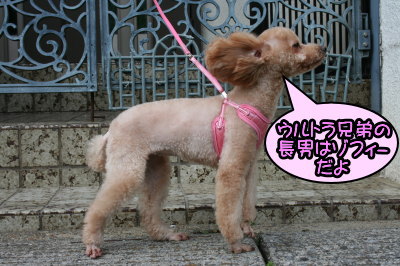 ペットホテル、トイプードルレッドの成犬メス画像