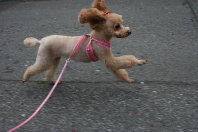 ペットホテル、トイプードルレッドの成犬メス画像