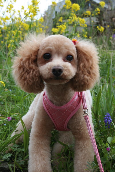 ペットホテル、トイプードルレッドの成犬メス画像