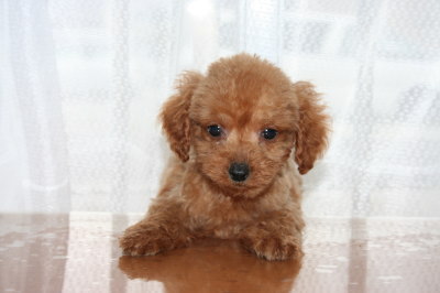 ティーカッププードルレッドの子犬メス、生後2ヶ月画像
