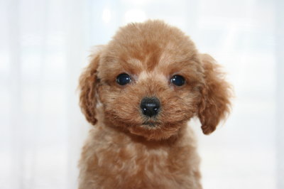 ティーカッププードルレッドの子犬メス、生後2ヶ月画像