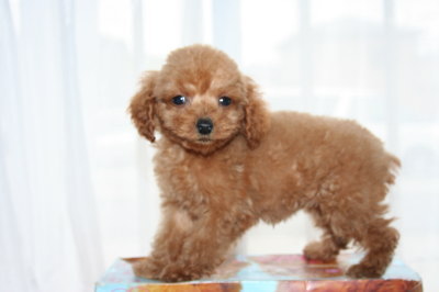 ティーカッププードルレッドの子犬メス、生後2ヶ月画像