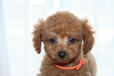 トイプードルレッドの子犬メス、生後2ヶ月画像
