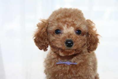 トイプードルレッドの子犬メス、生後2ヶ月画像