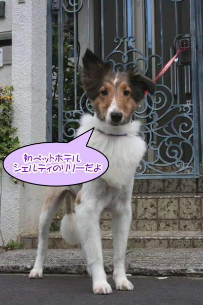シェルティー成犬メス画像
