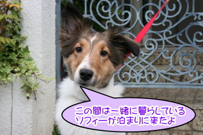 シェルティー成犬メス画像