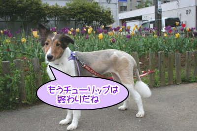 シェルティー成犬メス画像