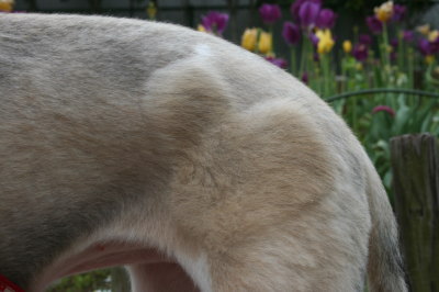 シェルティー成犬メス画像