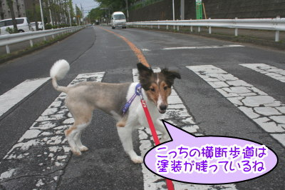 シェルティー成犬メス画像
